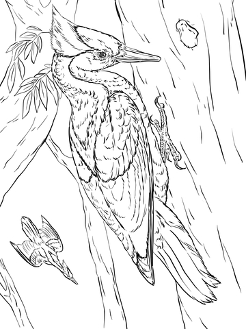 Ivory Billed Woodpeckers Coloring Page